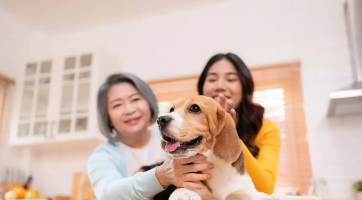 Coreea de Sud vrea să găsească stăpâni pentru jumătate de milion de câini crescuți pentru hrană. Consumul cărnii de câine va fi interzis