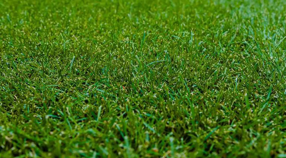 Primăria Capitalei schimbă gazonul de pe Arena Naţională. Cine suportă costurile înlocuirii suprafeței de joc