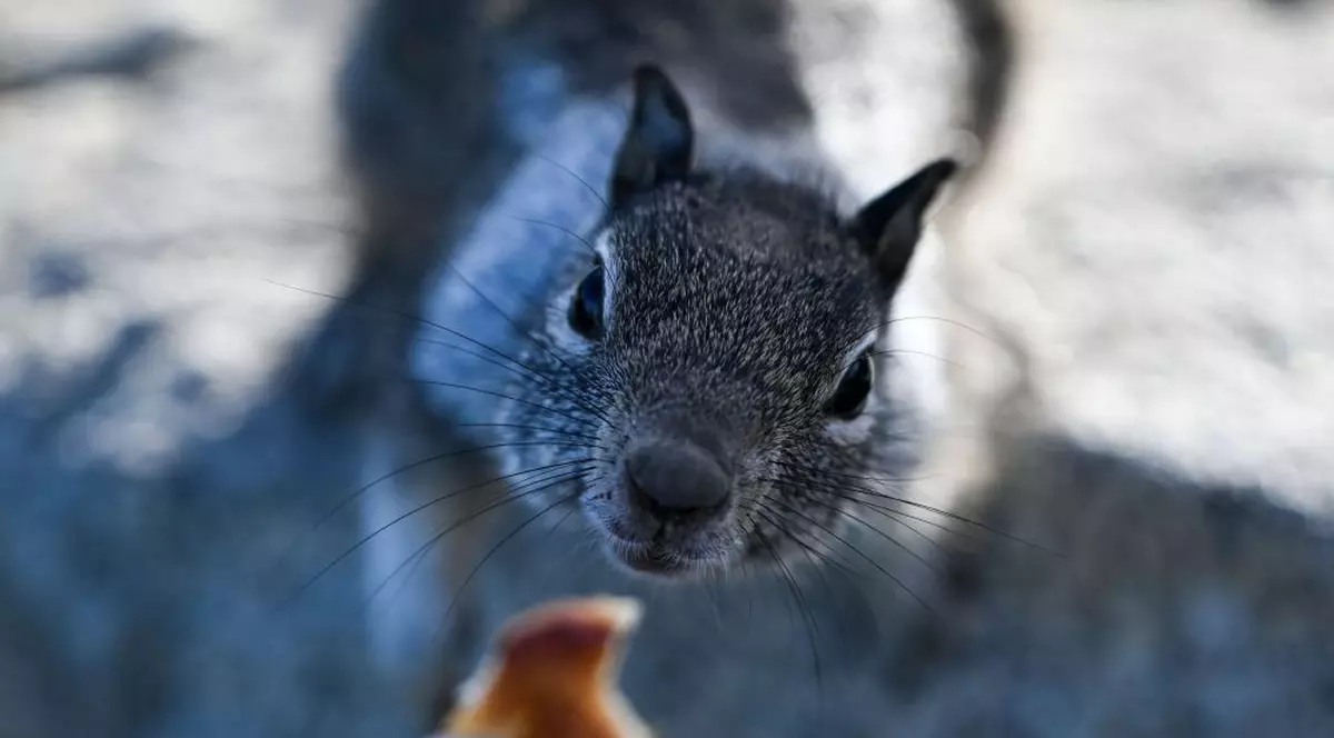 O veveriță a anulat circulația unui tren din Marea Britanie după ce a refuzat să coboare din vagon