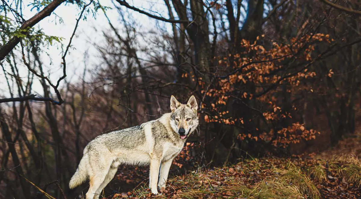 Rusia trimite lupi pe linia frontului pentru a detecta dronele ucrainene care se apropie