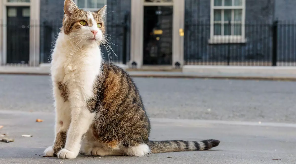Invazie de șoareci în cartierul guvernamental din Londra. Motanul Larry, „cel mai vechi locatar din Downing Street”, are concurență