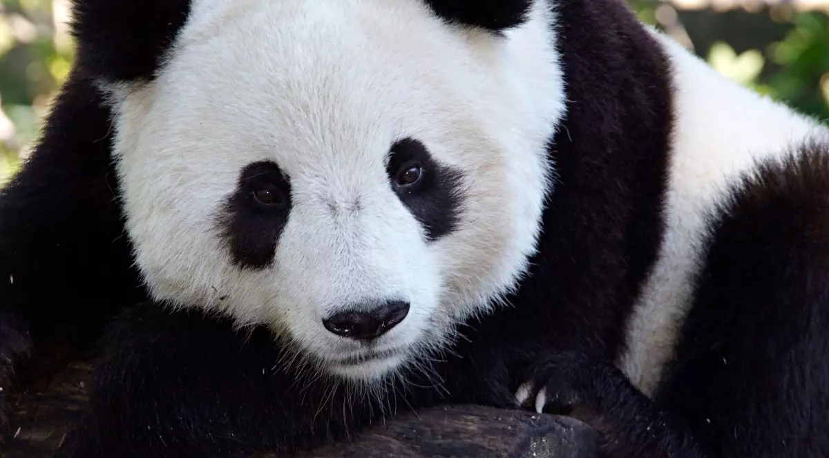 O grădină zoologică din Finlanda trimite doi urși panda înapoi în China, dând vina pe inflație 