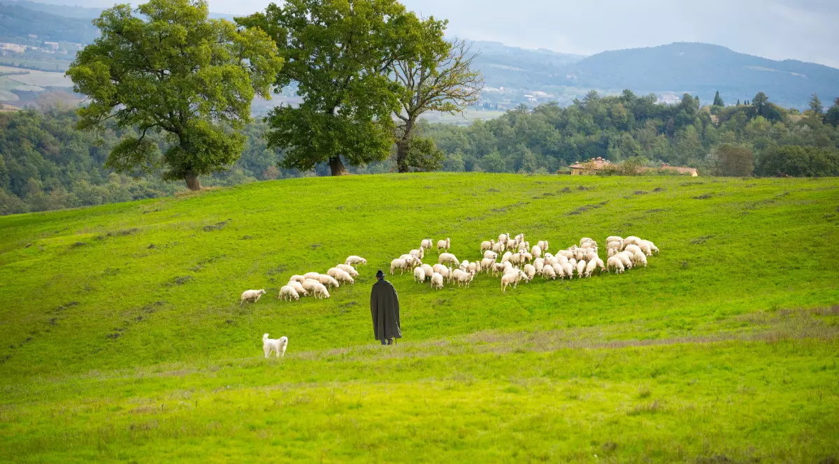 Cioban român, dispărut în Italia, căutat cu drone și câini. Bărbatul este de negăsit de mai multe zile