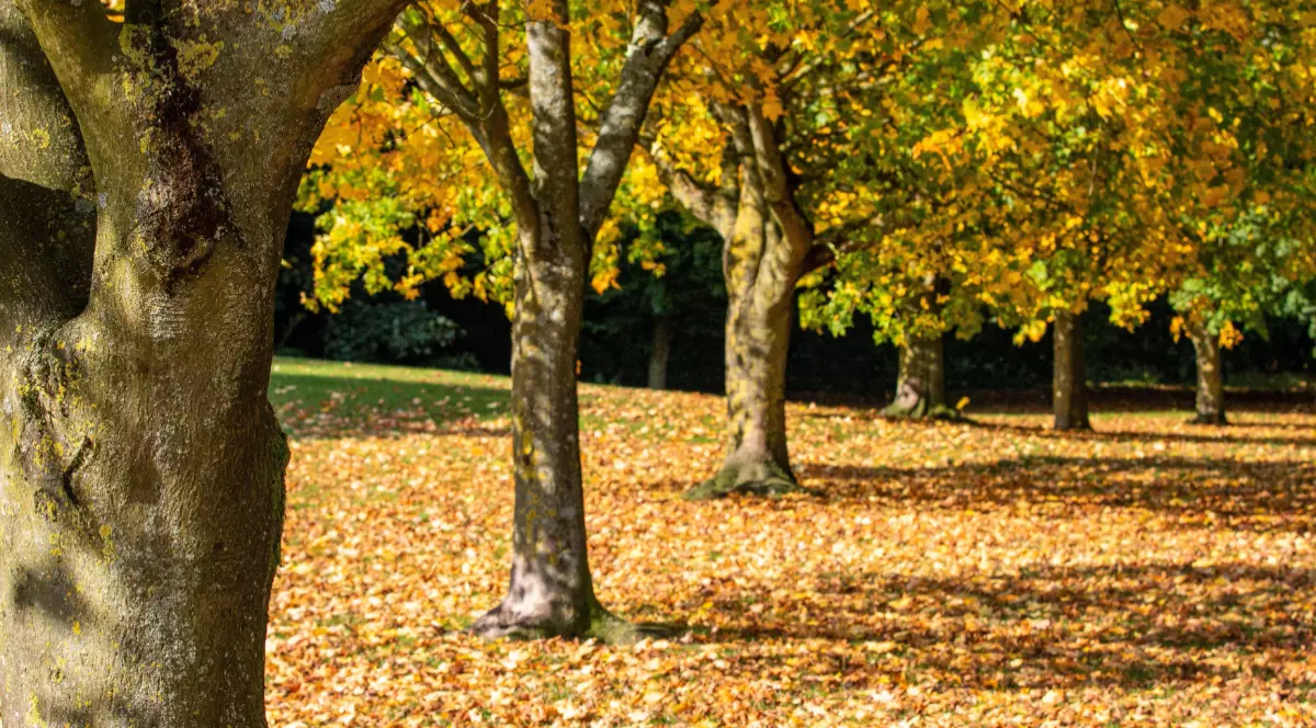 Temperaturi de -1 grad înregistrate joi noapte în București. Valori negative în țară