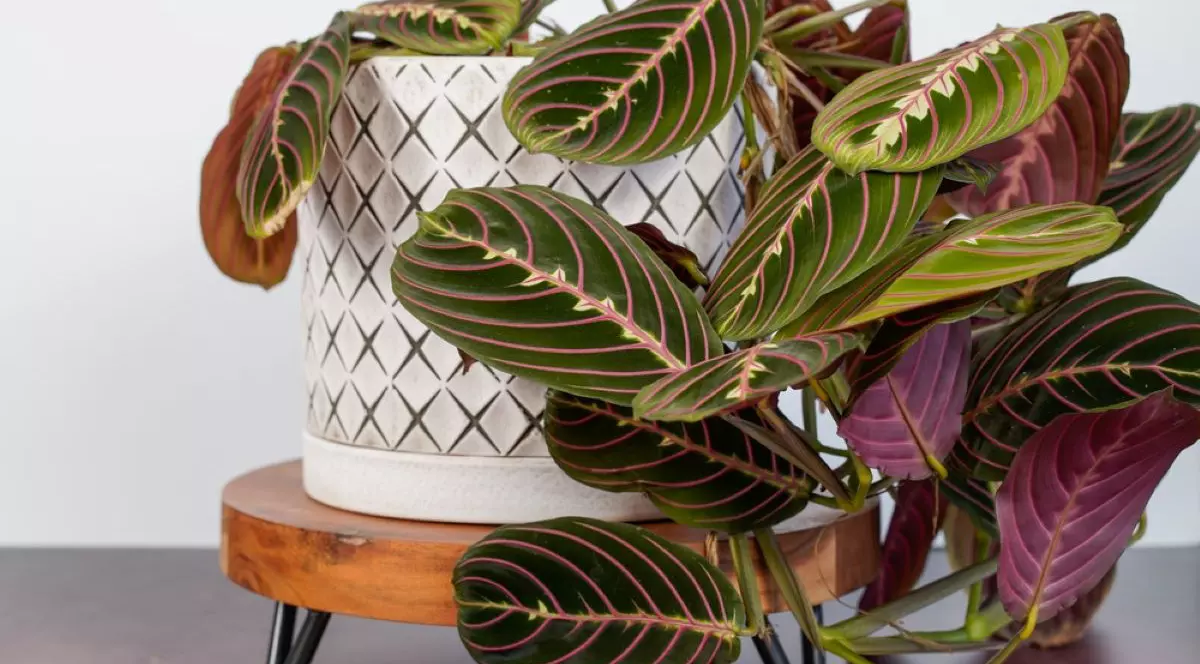 Maranta leuconeura, planta care se roagă -îngrijire, beneficii și înmulțire