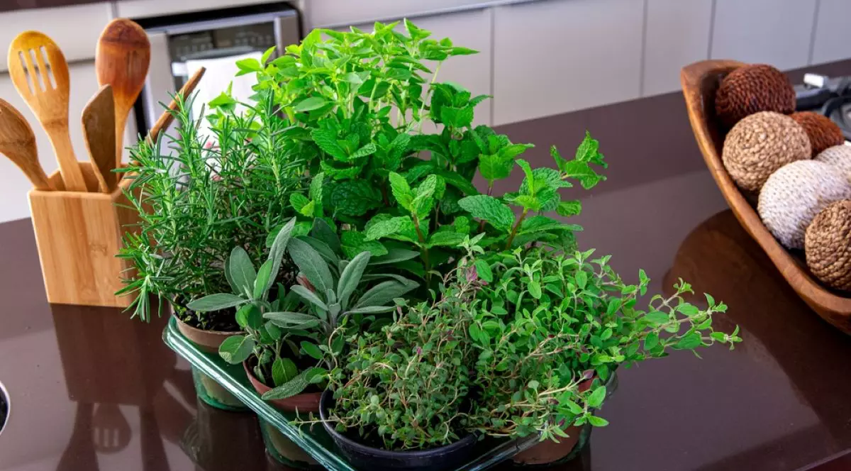 Plante aromatice pe care să le creşti în bucătăria ta