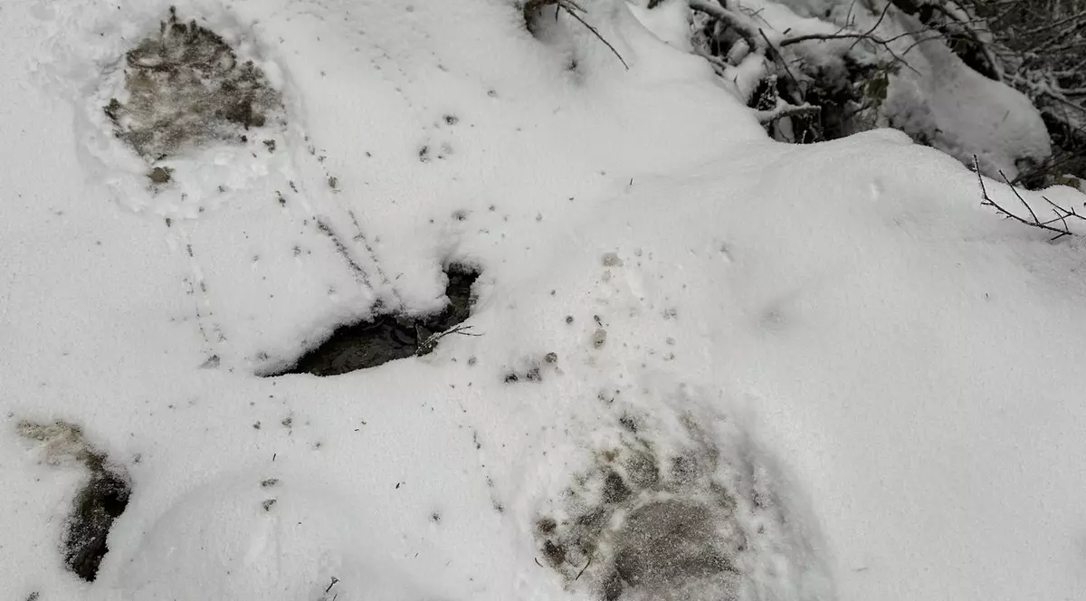 Poliția a reținut 11 ucraineni care încercau să treacă granița în România: „Erau urmăriți de un urs”