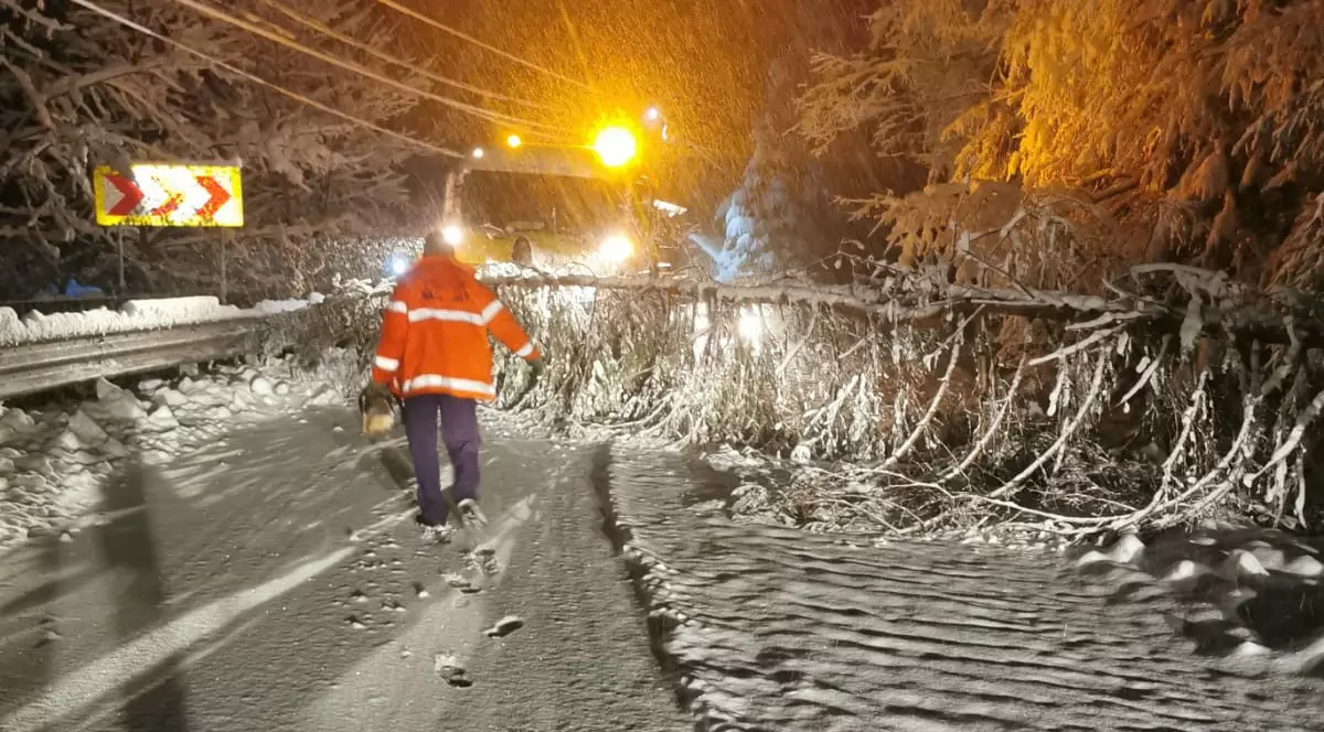 copaci cazuti in judetul suceava