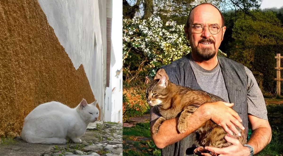 colaj foto pisică fără stăpân + Ian Anderson cu o pisică în brațe