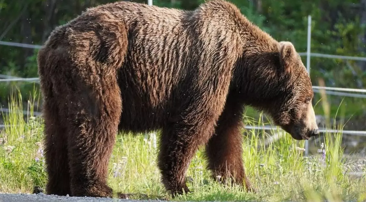 Bărbat atacat și mușcat de urs în Corbeni, județul Argeș. Mesaj RO-Alert pentru persoanele aflate în zonă