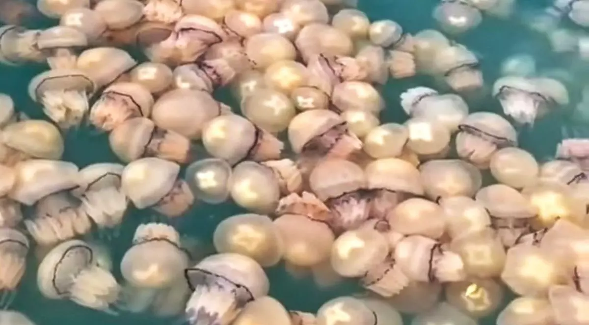 Litoralul din Constanța, invadat de meduze. Specialiștii spun că în noiembrie ele nici nu ar trebui să se vadă | Video