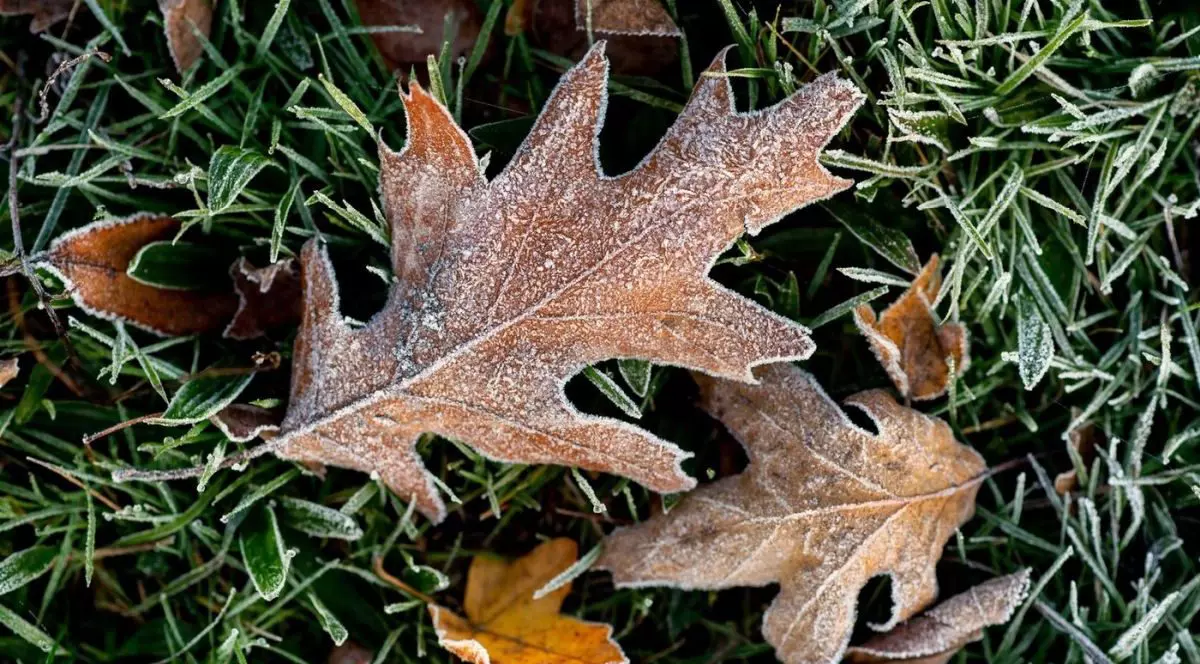Câteva frunze căzute pe iarbă au înghețat din cauza vremii reci.