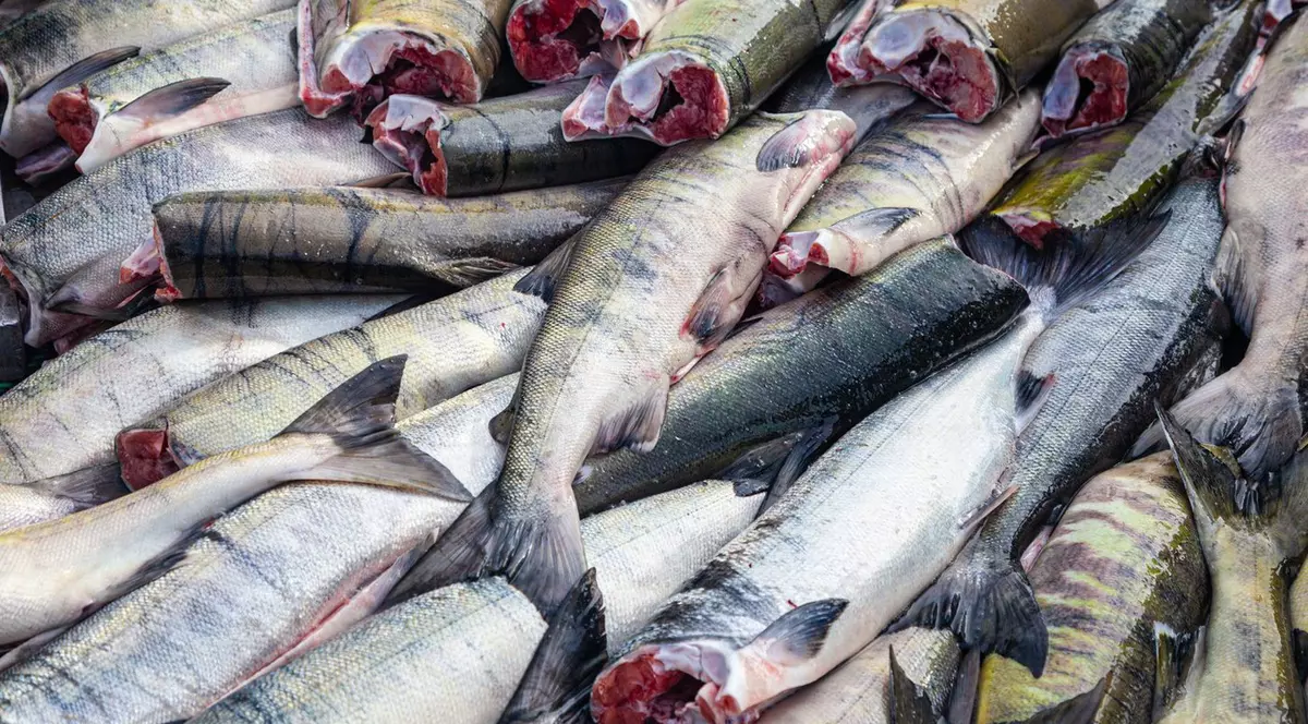 O gramadă de pești fără cap