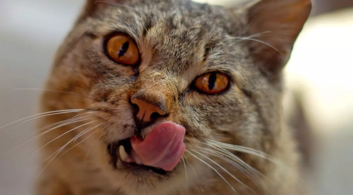 O pisică care se linge pe bot