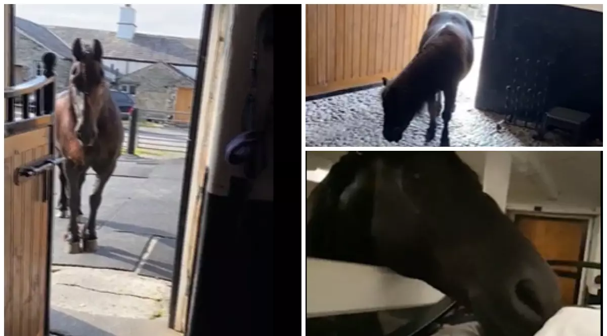 Ferma percepe 420 de euro pe noapte pentru ca oaspeții să stea în grajduri alături de cai