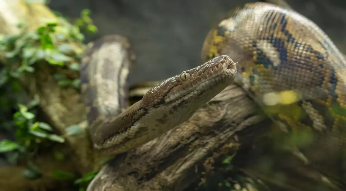 Un piton uriaș, de 6 metri, „spălat” de ploile abundente din provincia thailandeză Pattani: „Ca după apocalipsă” Foto: Profimedia Images