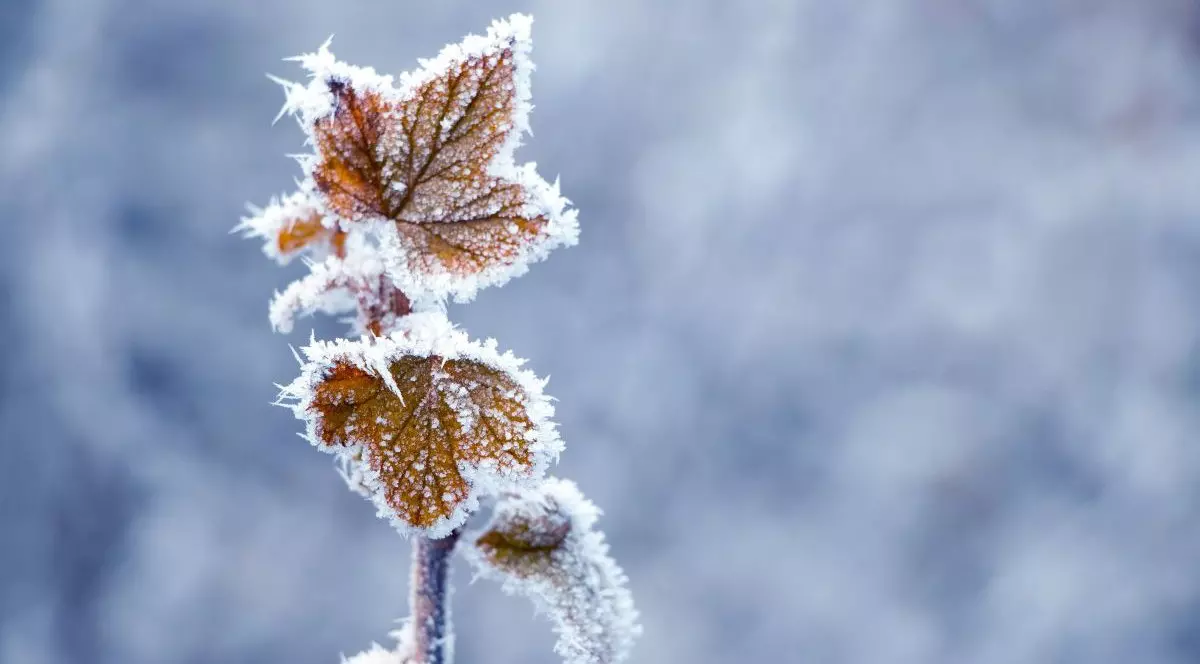 Vremea devine geroasă, cu minime de -14 grade. Apoi va fi mai cald decât normalul perioadei, arată prognoza meteo