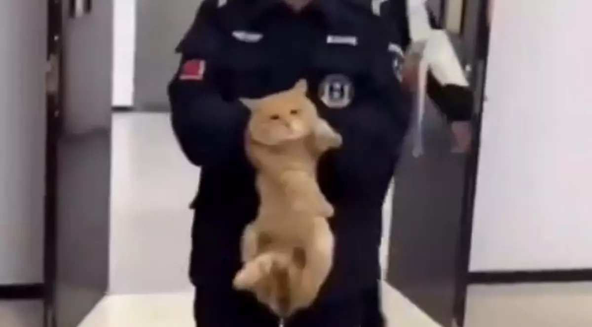 Pisica este ținută în mâini de un polițist