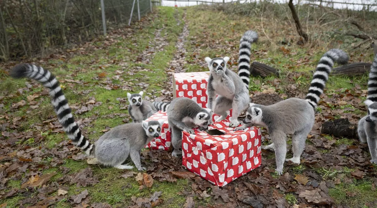 lemuri care deschid un cadou de Crăciun