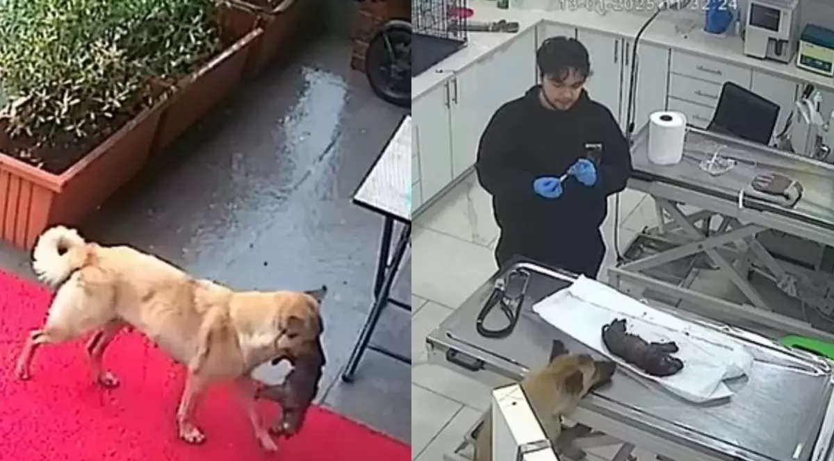 colaj foto. in prima fotografie o catelusa cu puiul sau in gura pe un covor rosu, a doua fotografie este in interiorul unei clinici veterinare cu un medic, iar puiul este consultat