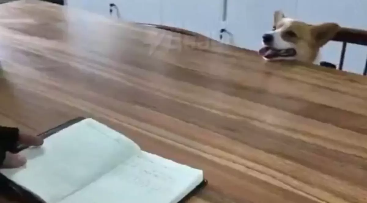 Fu Zai, primul câine polițist corgi din China, stă la masă cu unul dintre polițiștii chinezi