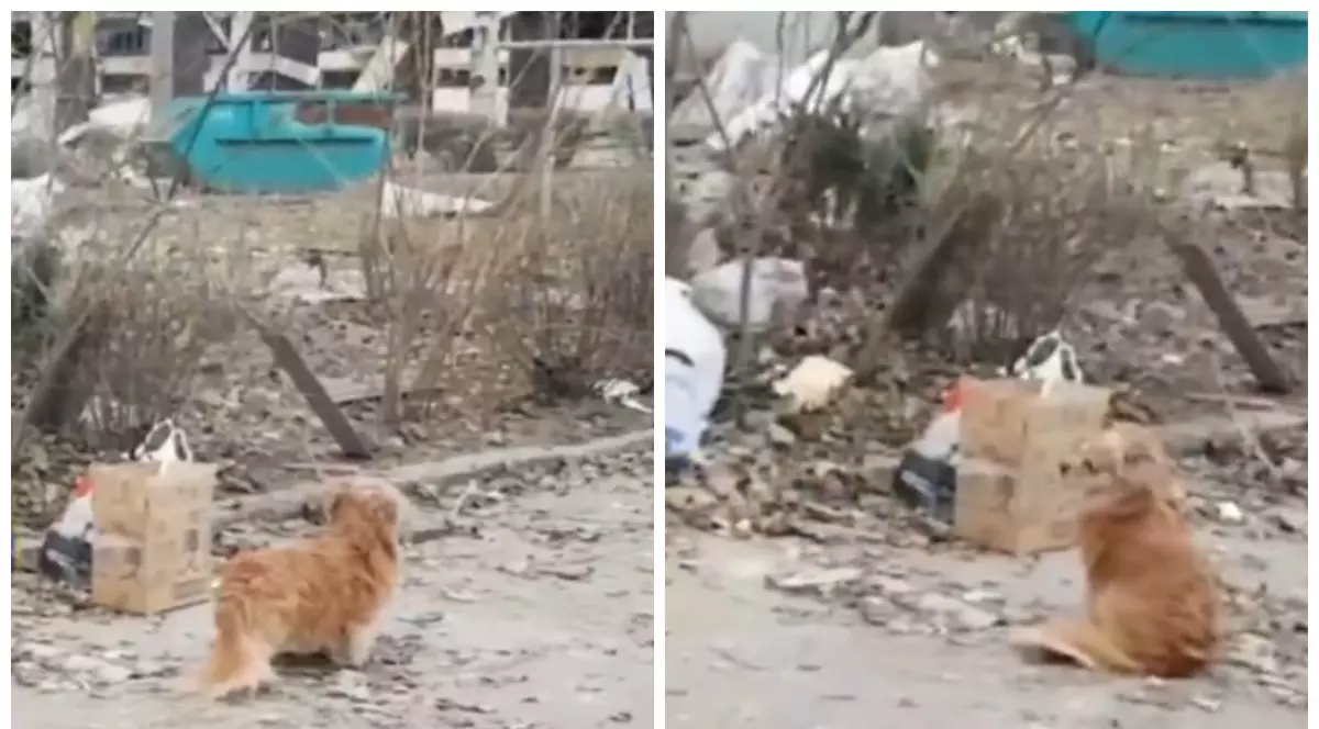 Câinele care refuză să își părăsească stăpânul mort în urma atacului rusesc cu rachete la Zaporojie