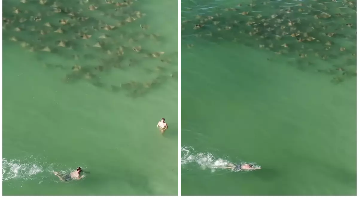 Un grup de pisici de mare a înotat printre oameni, în Florida.