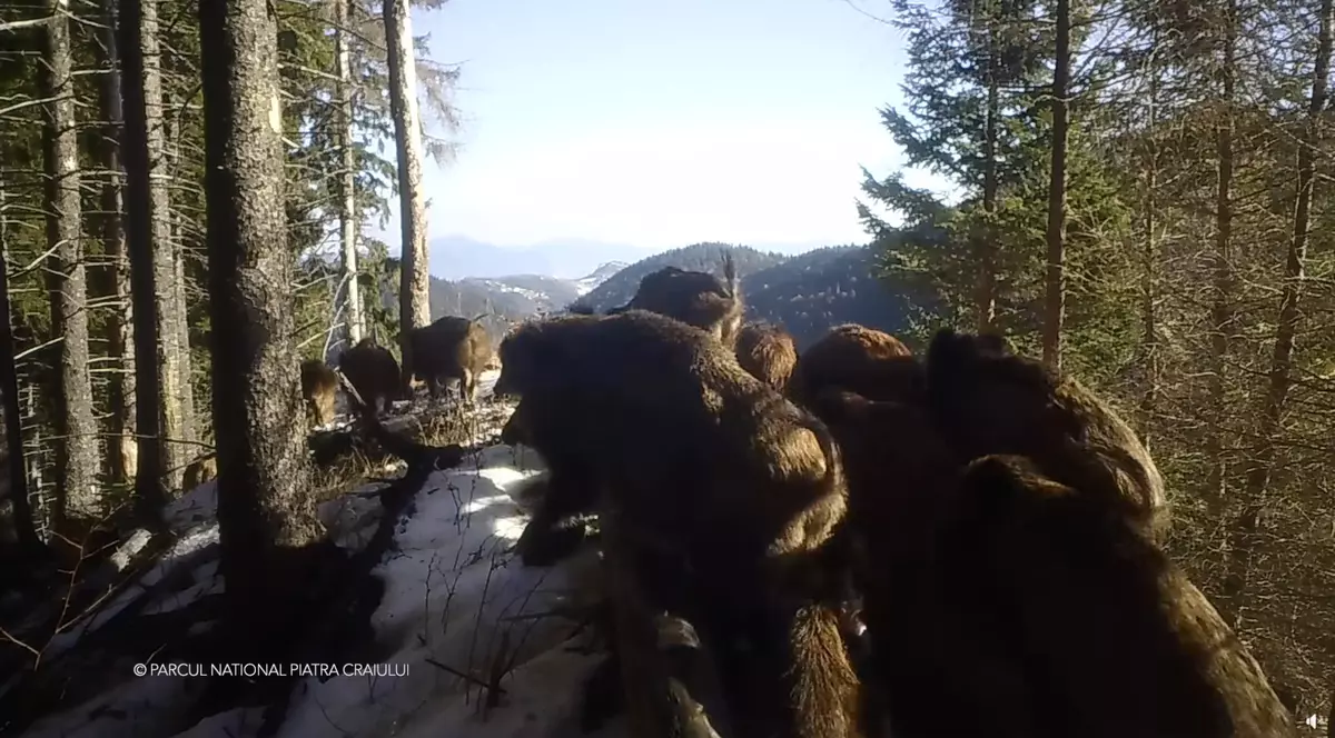 29 de porci mistreți filmați de o cameră de supraveghere din Piatra Craiului au devenit virali pe internet: „Îi ademeniți”