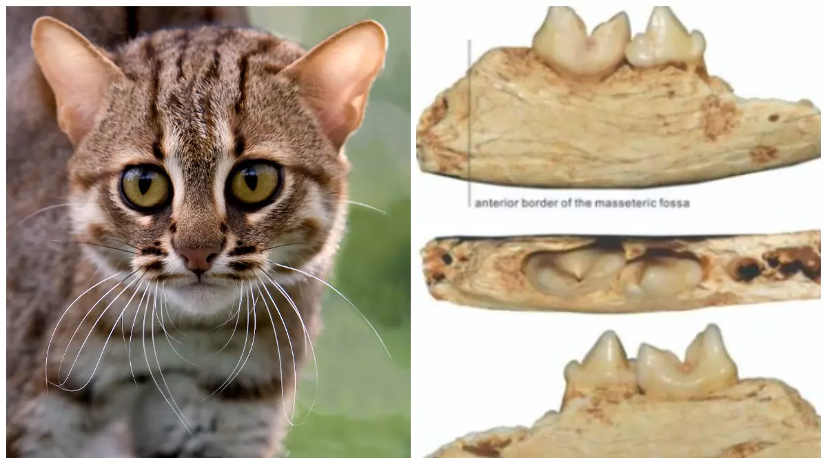 Cercetătorii din China au descoperit rămășițele celei mai mici pisici din lume, de mărimea unei palme, care a trăit acum 300.000 de ani