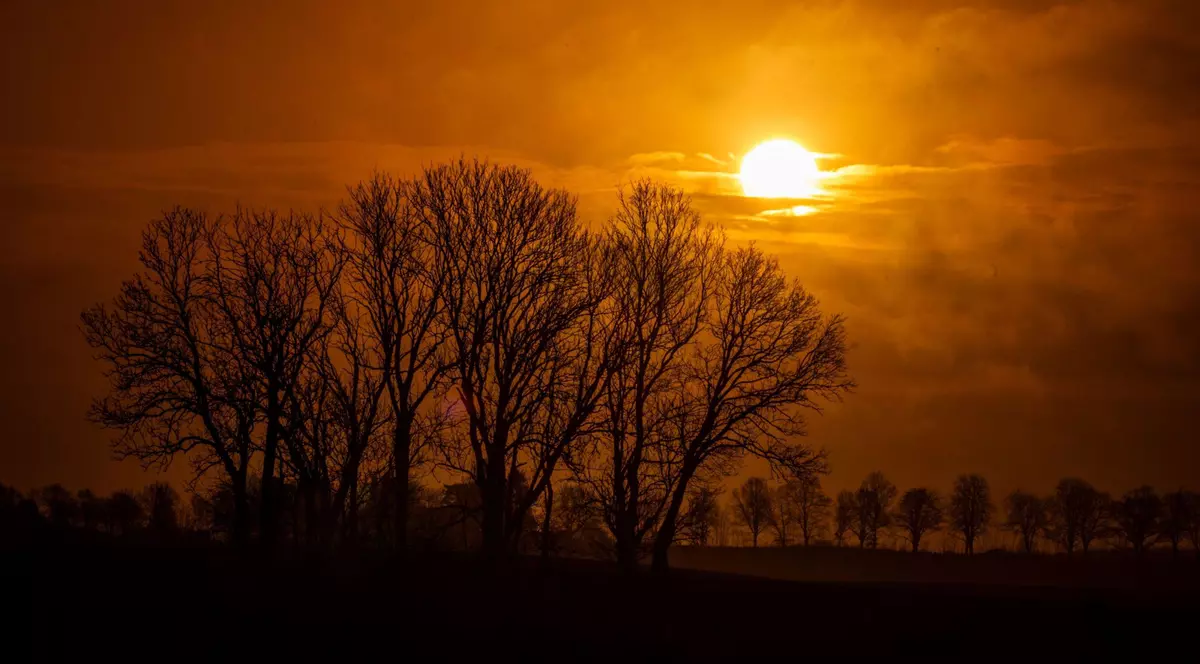 Răsăritul soarelui se profilează în spatele unor copaci
