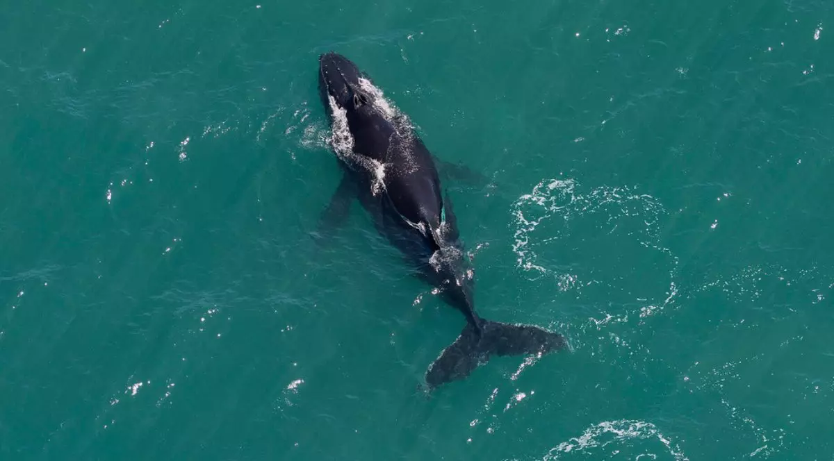 balenă cu cocoașă în ape turcoaz
