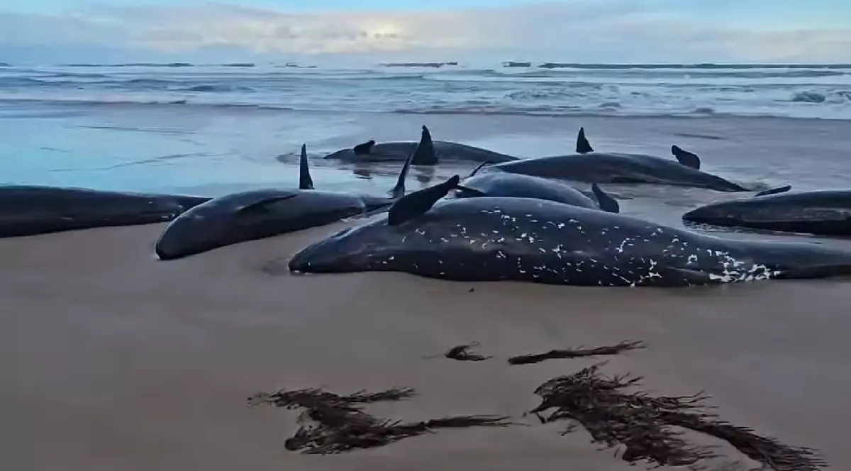Balene eșuate pe o plajă, 18 februarie 2025, Sursă foto Captură Video
