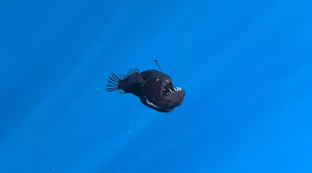 black seadevil