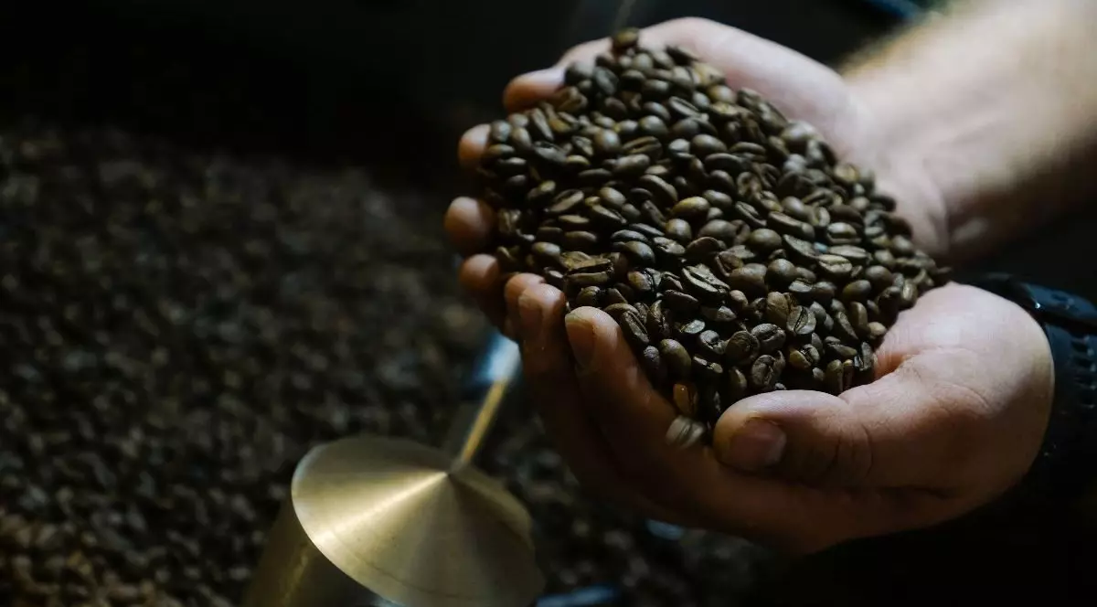 două mâini pline de boabe de cafea