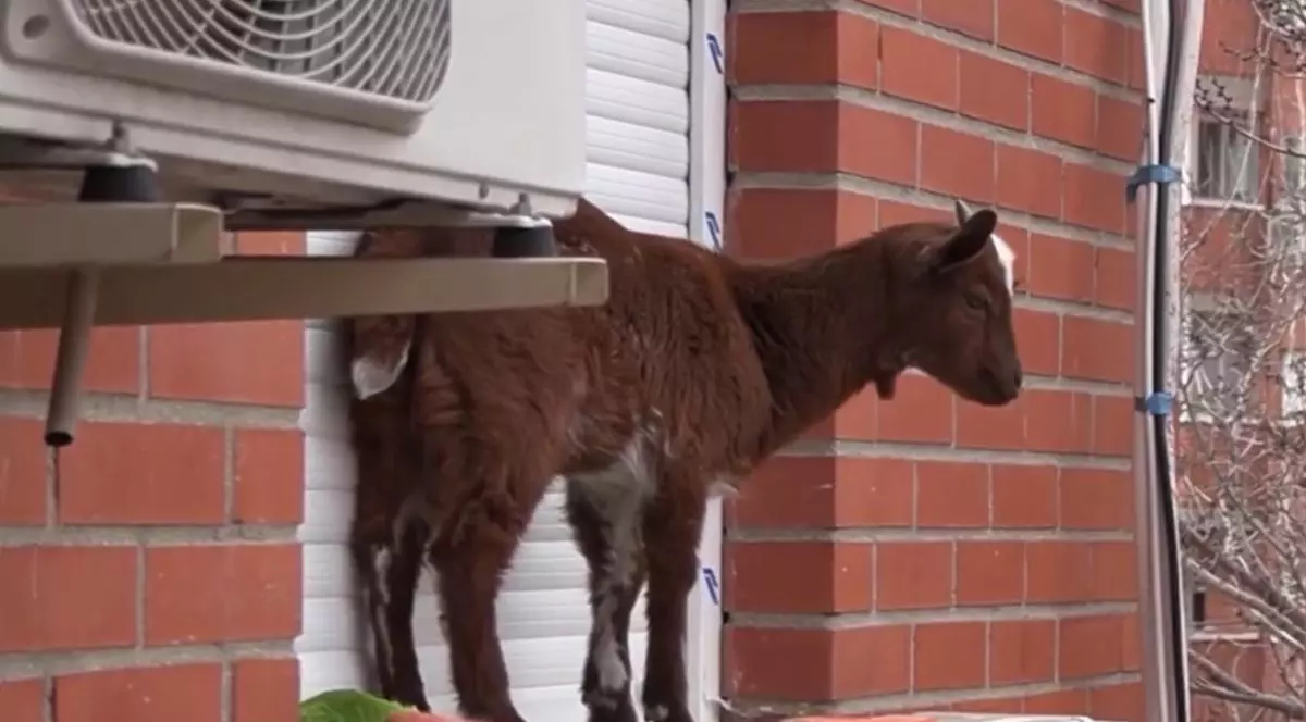 Capră salvată de pompieri de pe un balcon de la etajul 5. Nimeni nu știe a cui este și cum a ajuns în blocul din centrul unui oraș spaniol