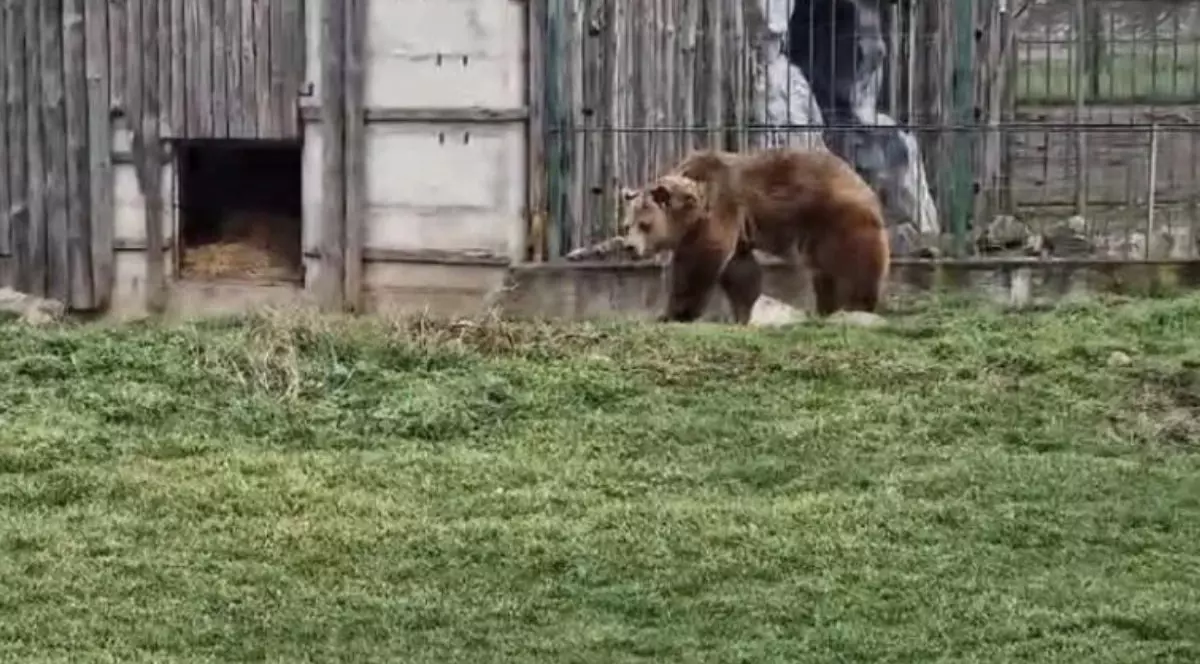 Ursii de la Zoo Oradea ies din bârlog , 2 februarie 2025