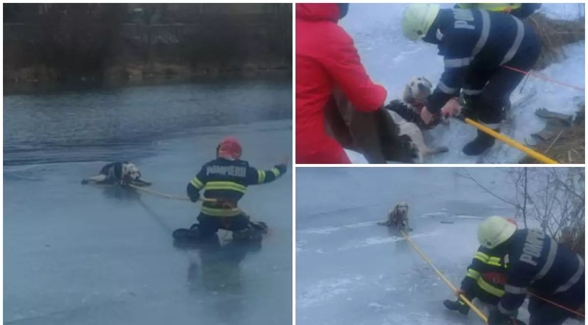 Pompierii în timp ce salvează cățelul de pe apa înghețată