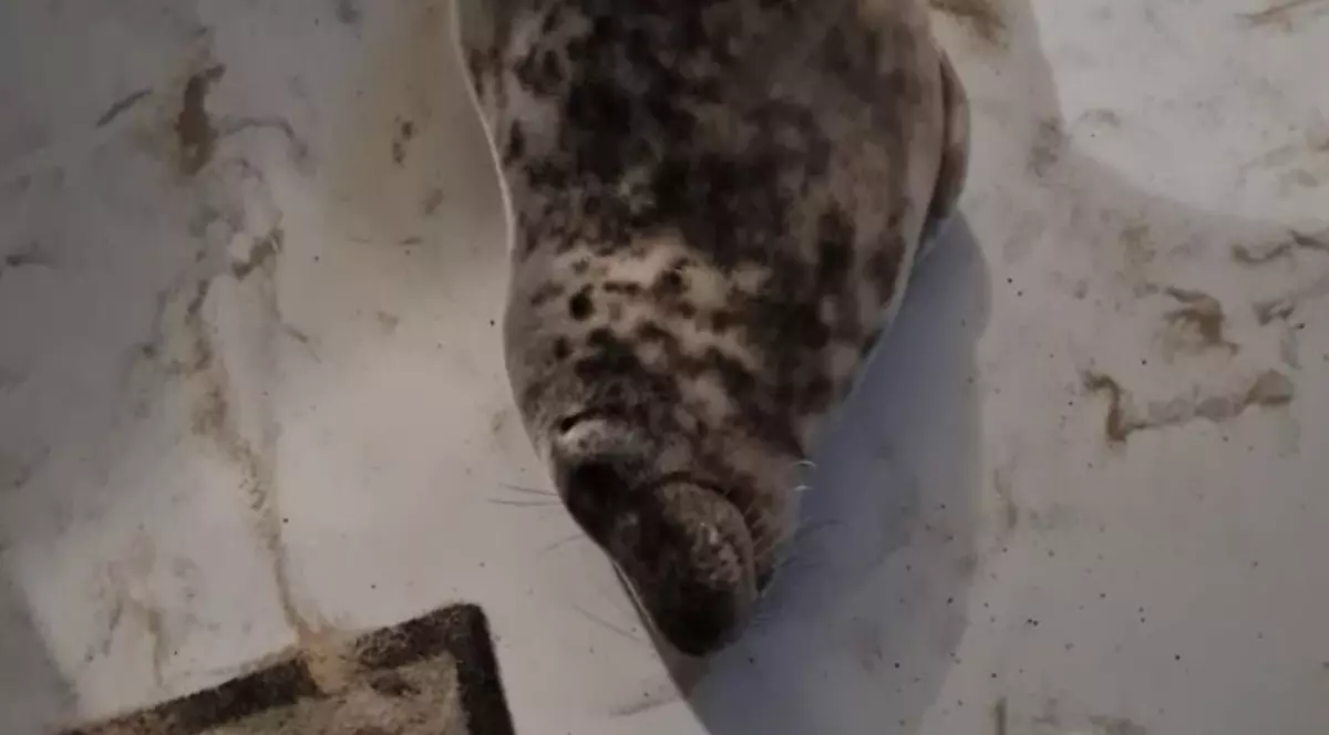 Focă surprinsă în timp ce doarme într-o cameră de hotel din Olanda