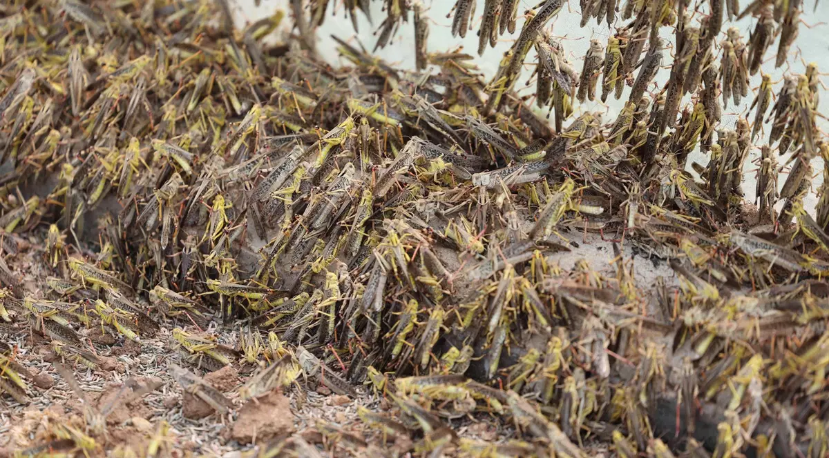 Fermă de lăcuste pentru uz culinar. O vedere a lăcustelor crescute într-o seră din satul Yanzihu, în provincia Shandong din China. FOTO: Hepta