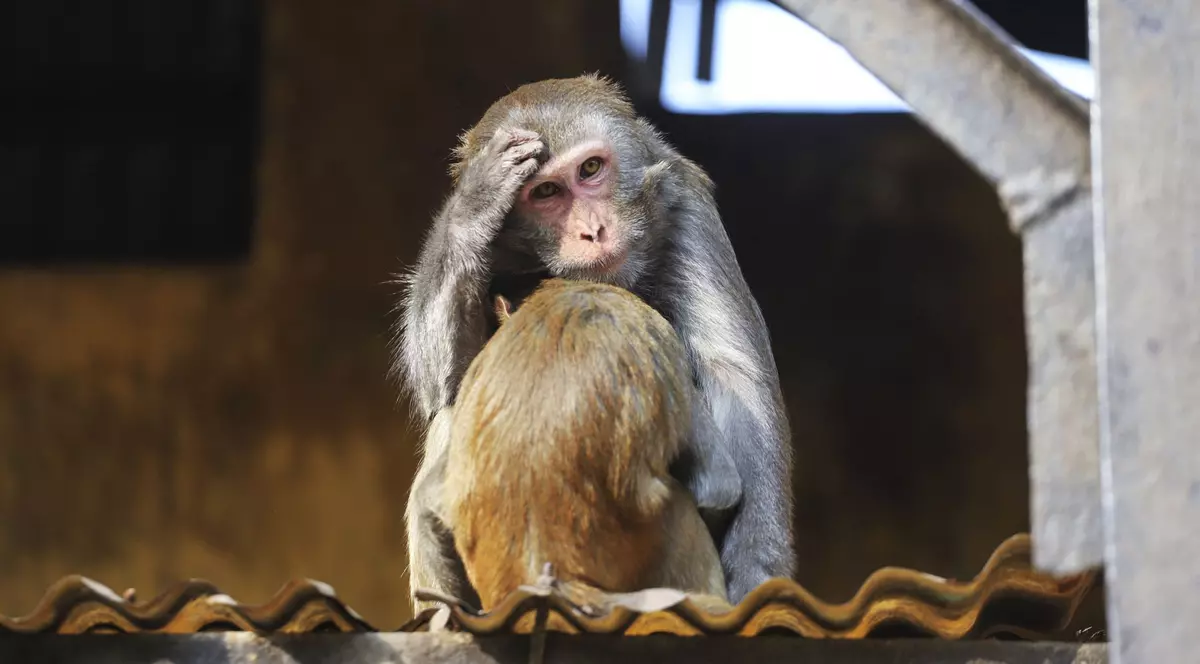 Imagine cu o maimuță