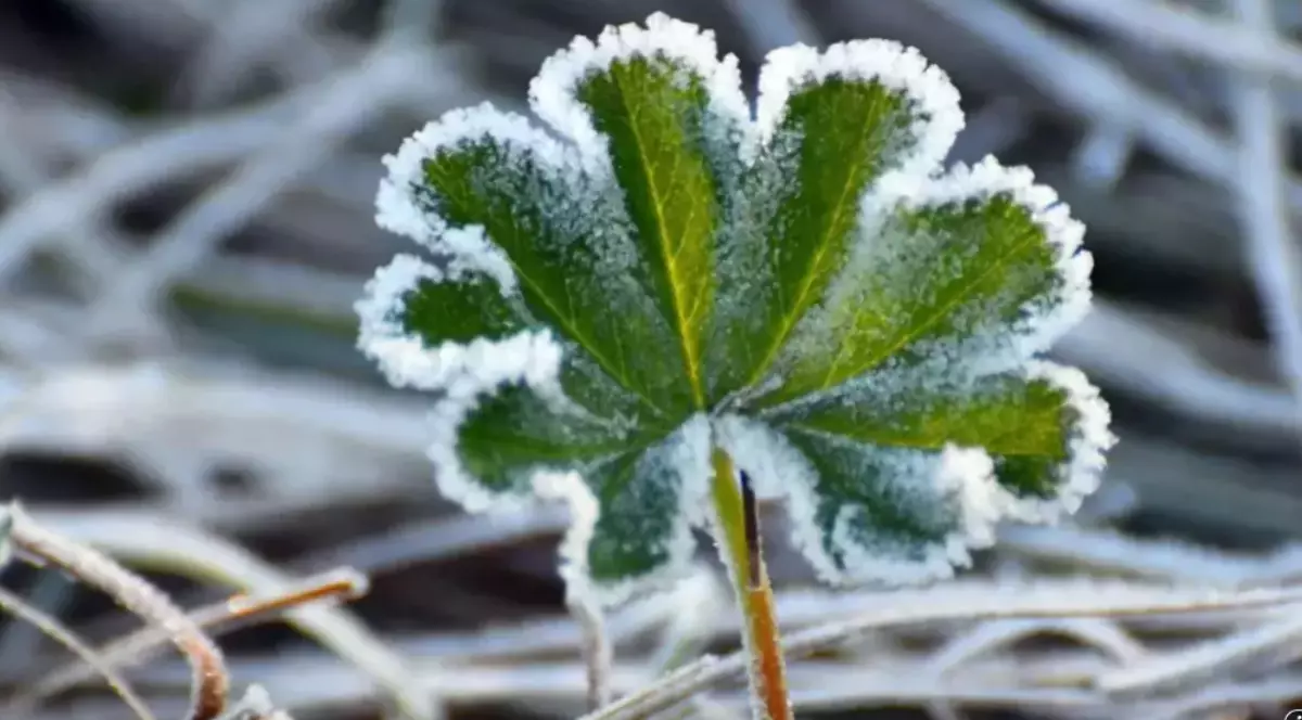 O frunză verde acoperită cu brumă, cu vegetație înghețată în preajmă