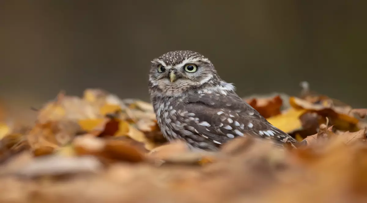 Little owl