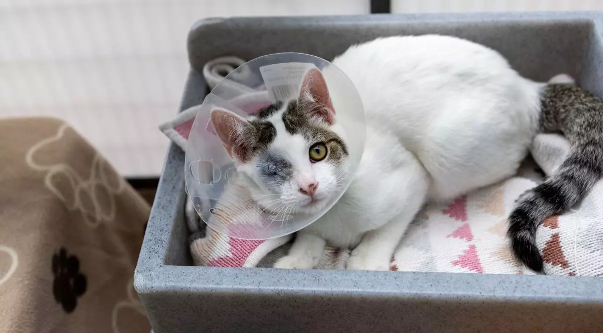 Pisică aflată în cabinetul medicului veterinar, unde a ajuns cu probleme respiratorii. I s-a pus un fel de mască, pentru a putea respira