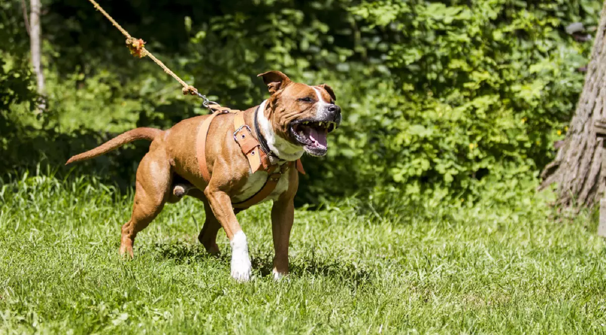 Un caine bej din rasa Amstaff agresiv este tinut legat intr-o gradina