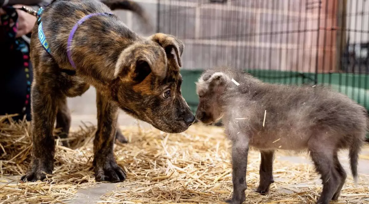 Catelușul Slinky și puiul de lup Amora, Sursă foto: Grădina Zoologică Sedgwick via Facebook