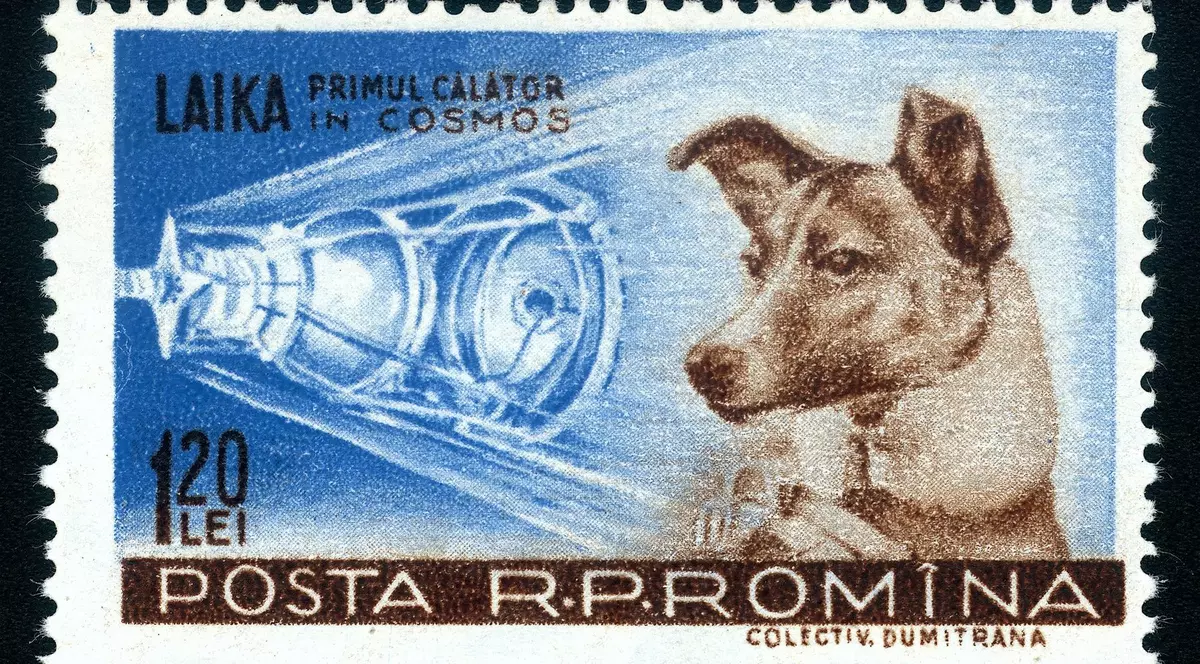 Timbru cu cățelușa Laika.