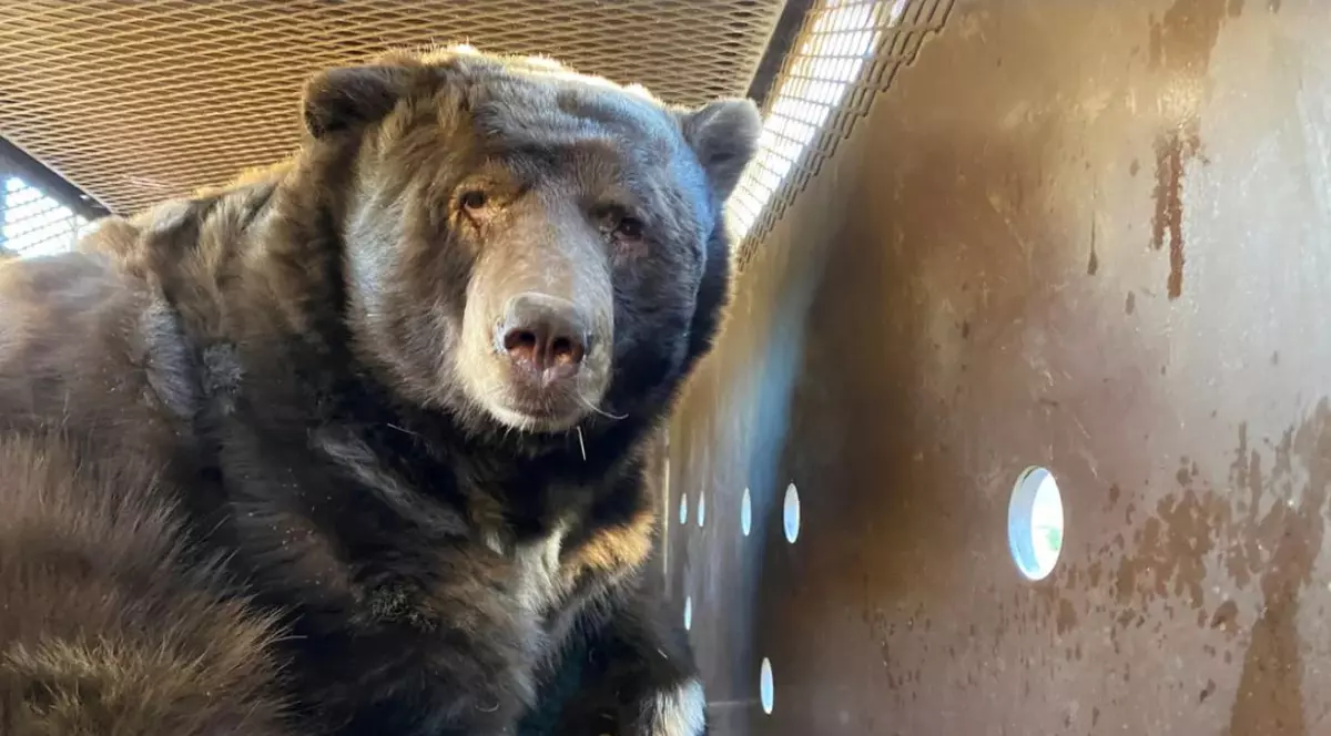 Un urs de 525 de kilograme s-a salvat de incendiile din Los Angeles într-un mod inedit. Unde a fost găsit blănosul