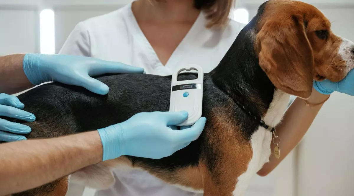 câine care este microcipat