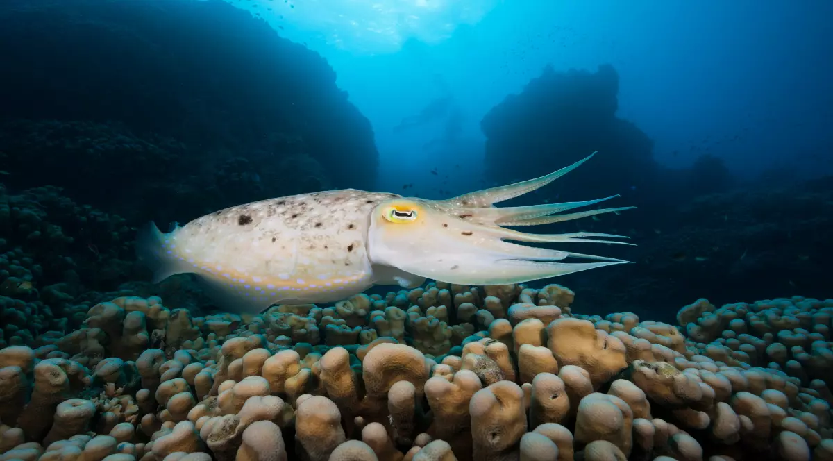 calamar în timp ce înoată în ocean