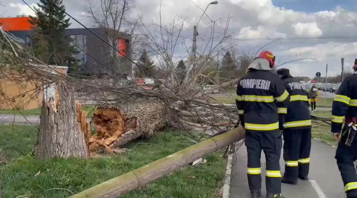 echipa pompieri langa un pom cazut in timisoara